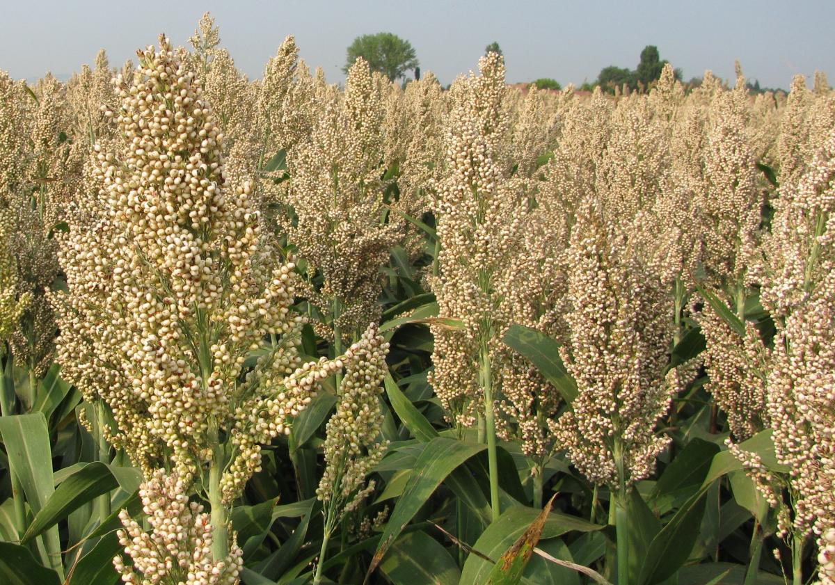 CREA: una filiera italiana del sorgo ad uso alimentare