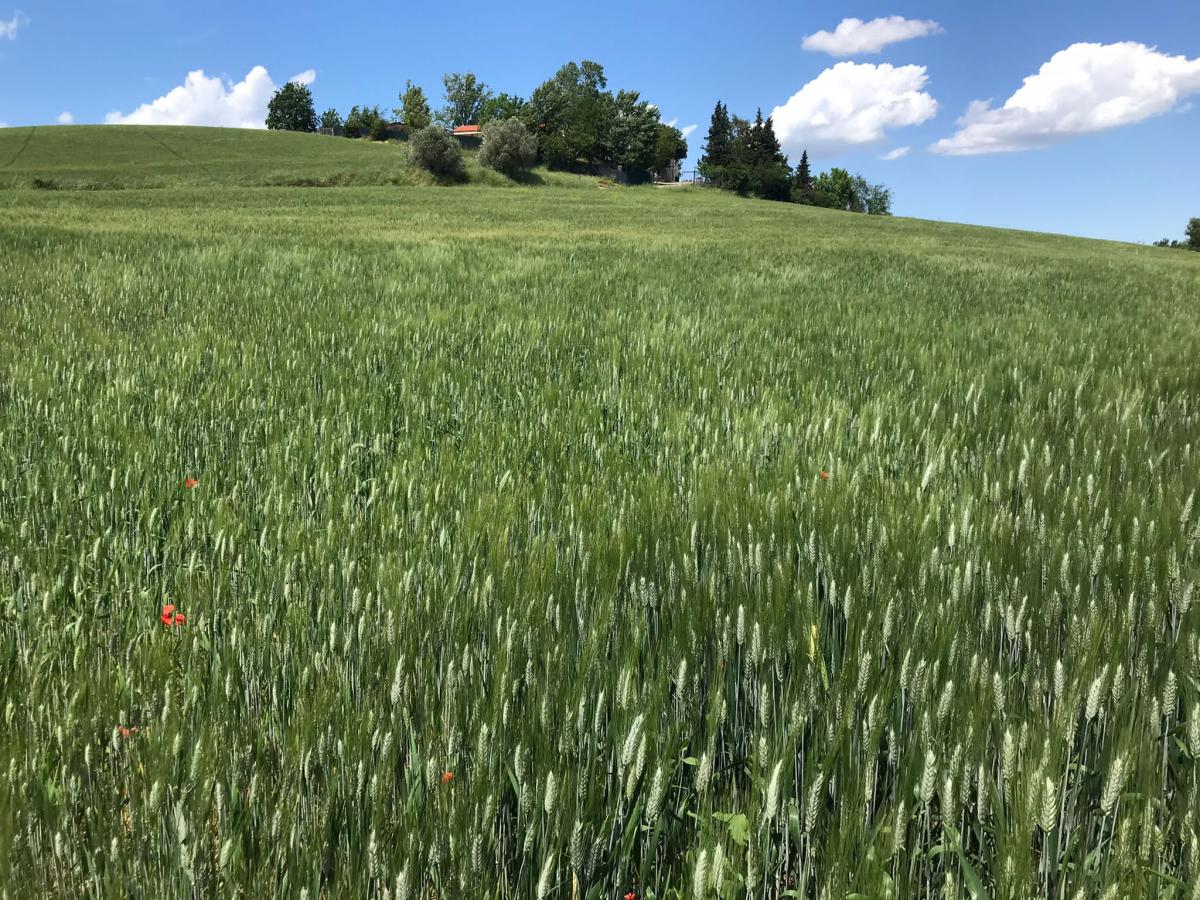 Produrre qualità paga anche in annate no