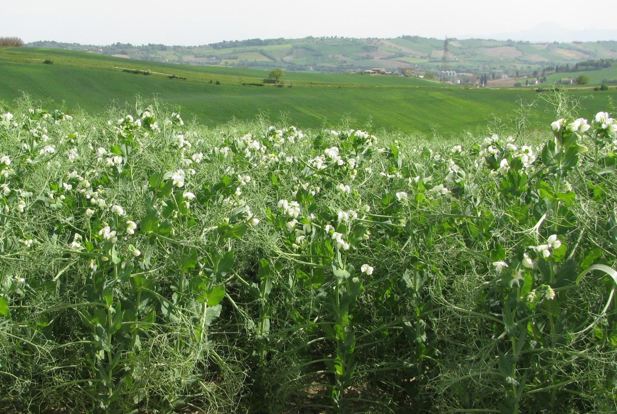 Mancano le proteine? Si può puntare sul pisello proteico