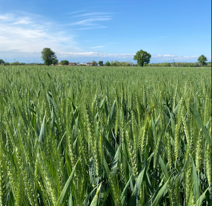 Grano: come dosare l'azoto per massime rese di alta qualità