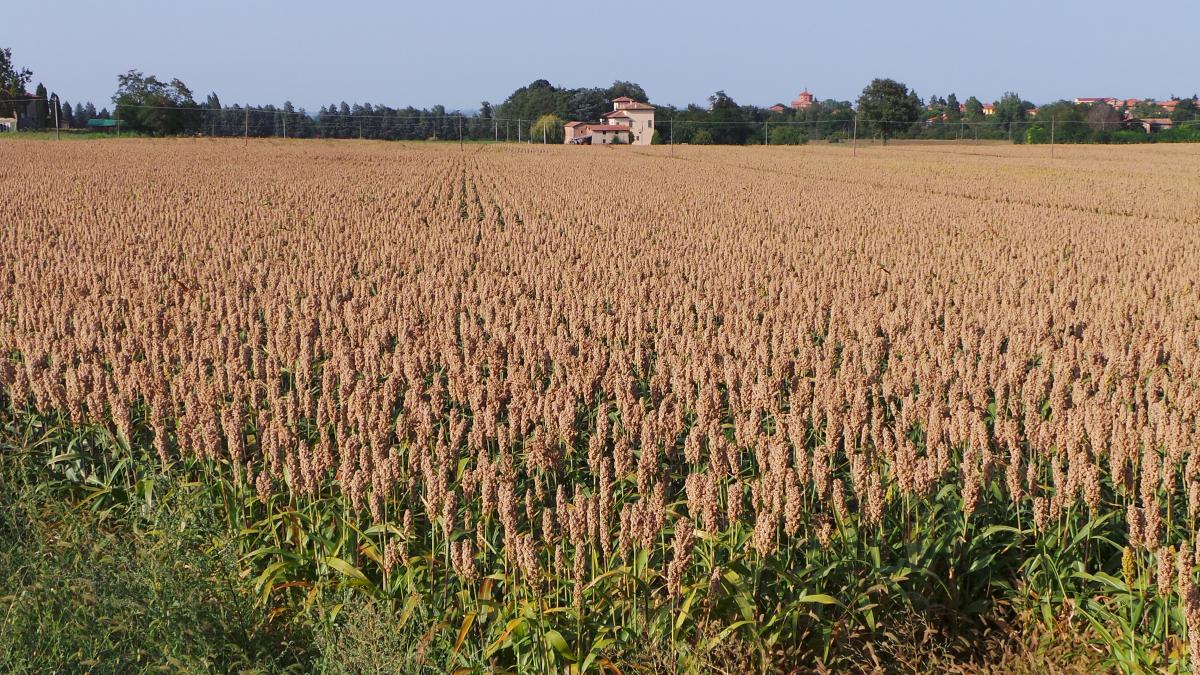 Sorgo: stop al Metolachlor? In arrivo il nuovo graminicida 