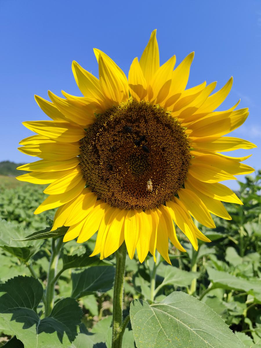 Seminate Girasole perchè i prezzi di mercato si manterranno buoni