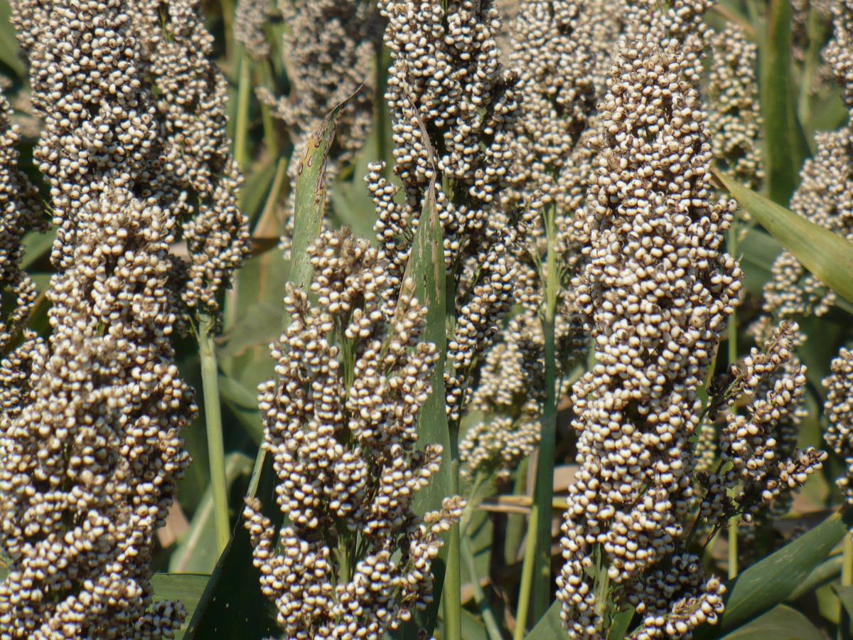 Sorgo, la pianta cammello preziosa fonte di proteine e fibre