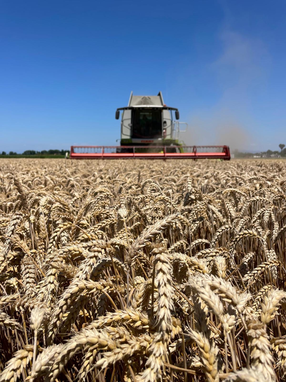 Il frumento ibrido produce anche in un'annata no