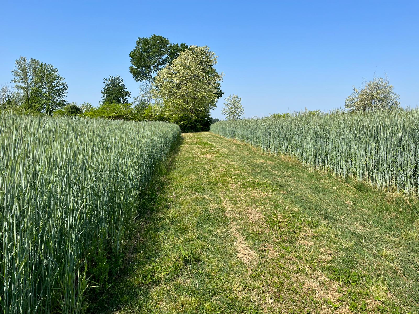 Segale ibrida: più proteine e raccolta precoce