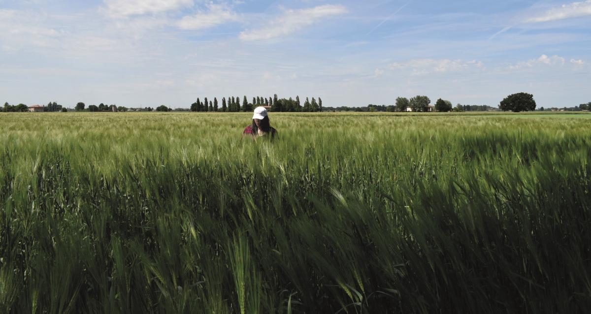 Perchè seminare l'orzo?