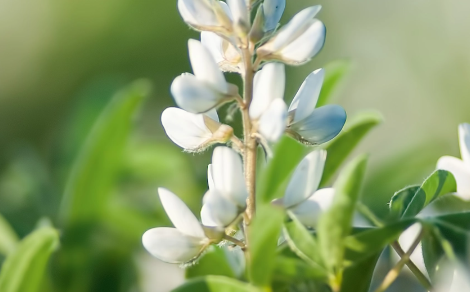 Butan, il nuovo lupino bianco